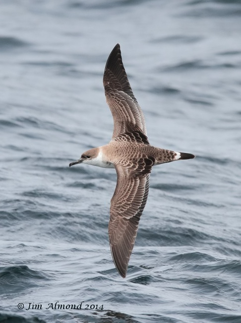 Great Shearwater upperparts  Scilly Pelagic 9 8 14 IMG_2654